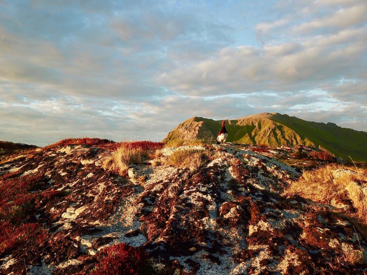 Lofoten Troll View Bostad Экстерьер фото